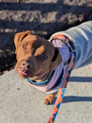 Illustration de l'article : Sous le froid glacial, une chienne au collier profond&eacute;ment incrust&eacute; dans le cou conna&icirc;t enfin l&rsquo;espoir gr&acirc;ce aux secours