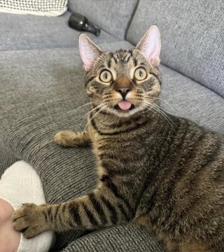 Illustration de l'article : &laquo; Je ne le changerais pour rien au monde &raquo;, ce chat &agrave; la langue qui d&eacute;passe constamment s&eacute;duit sans m&ecirc;me s'en rendre compte