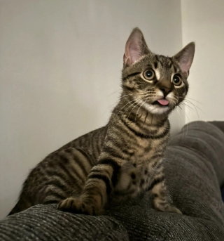 Illustration de l'article : &laquo; Je ne le changerais pour rien au monde &raquo;, ce chat &agrave; la langue qui d&eacute;passe constamment s&eacute;duit sans m&ecirc;me s'en rendre compte