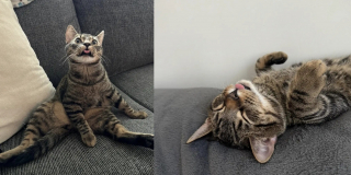 Illustration de l'article : &laquo; Je ne le changerais pour rien au monde &raquo;, ce chat &agrave; la langue qui d&eacute;passe constamment s&eacute;duit sans m&ecirc;me s'en rendre compte