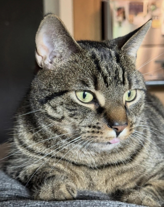 Illustration de l'article : &laquo; Je ne le changerais pour rien au monde &raquo;, ce chat &agrave; la langue qui d&eacute;passe constamment s&eacute;duit sans m&ecirc;me s'en rendre compte