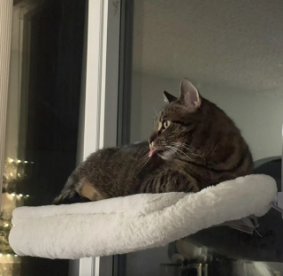 Illustration de l'article : &laquo; Je ne le changerais pour rien au monde &raquo;, ce chat &agrave; la langue qui d&eacute;passe constamment s&eacute;duit sans m&ecirc;me s'en rendre compte