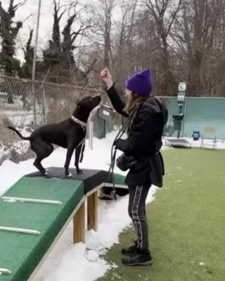 Illustration de l'article : Tournant en rond dans sa cage depuis près de 3 ans, cette chienne brisée a enfin vu la porte s'ouvrir vers une nouvelle vie (vidéo)