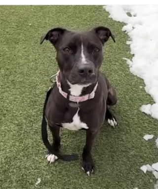 Illustration de l'article : Tournant en rond dans sa cage depuis près de 3 ans, cette chienne brisée a enfin vu la porte s'ouvrir vers une nouvelle vie (vidéo)