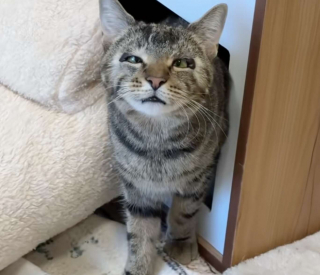 Illustration de l'article : Ignor&eacute; pendant 500 jours &agrave; cause de sa diff&eacute;rence, ce chat rencontre une femme qui regarde au-del&agrave; des apparences et change sa vie