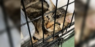 Illustration de l'article : Ignor&eacute; pendant 500 jours &agrave; cause de sa diff&eacute;rence, ce chat rencontre une femme qui regarde au-del&agrave; des apparences et change sa vie