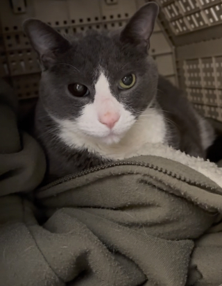 Illustration de l'article : S&eacute;par&eacute; de son humain pr&eacute;f&eacute;r&eacute; pendant quelques mois, ce vieux chat refuse de quitter le sweatshirt qui porte son odeur