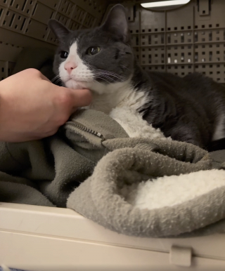 Illustration de l'article : S&eacute;par&eacute; de son humain pr&eacute;f&eacute;r&eacute; pendant quelques mois, ce vieux chat refuse de quitter le sweatshirt qui porte son odeur