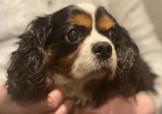 Illustration de l'article : Retrouv&eacute;e vivante mais pi&eacute;g&eacute;e dans des barbel&eacute;s par des chasseurs, cette Cavalier King Charles a surv&eacute;cu seule &agrave; l'hiver malgr&eacute; son &acirc;ge avanc&eacute; (vid&eacute;o)