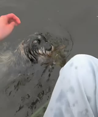 Illustration de l'article : Un chien tomb&eacute; dans un &eacute;tang gel&eacute; voit un adolescent s'approcher en kayak, ses lunettes connect&eacute;es filment le sauvetage (vid&eacute;o)