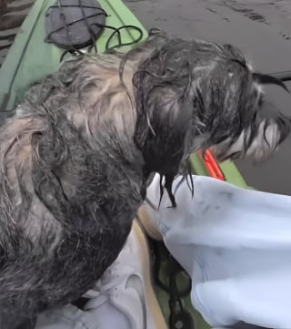 Illustration de l'article : Un chien tomb&eacute; dans un &eacute;tang gel&eacute; voit un adolescent s'approcher en kayak, ses lunettes connect&eacute;es filment le sauvetage (vid&eacute;o)