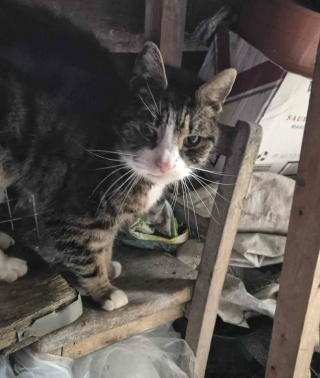 Illustration de l'article : Une chatte &acirc;g&eacute;e vivait dans un abri de jardin depuis des mois, sa puce &eacute;lectronique r&eacute;v&egrave;le un secret vieux de 10 ans