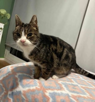 Illustration de l'article : Une chatte &acirc;g&eacute;e vivait dans un abri de jardin depuis des mois, sa puce &eacute;lectronique r&eacute;v&egrave;le un secret vieux de 10 ans