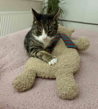 Illustration de l'article : Une chatte &acirc;g&eacute;e vivait dans un abri de jardin depuis des mois, sa puce &eacute;lectronique r&eacute;v&egrave;le un secret vieux de 10 ans