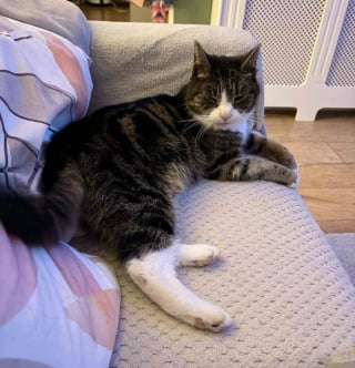 Illustration de l'article : Une chatte &acirc;g&eacute;e vivait dans un abri de jardin depuis des mois, sa puce &eacute;lectronique r&eacute;v&egrave;le un secret vieux de 10 ans