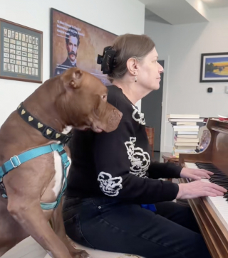 Illustration de l'article : &laquo; Elle a tellement peur du moindre bruit &raquo;, une chienne anxieuse parvient &agrave; surmonter ses peurs en d&eacute;couvrant le piano pour la premi&egrave;re fois (vid&eacute;o)