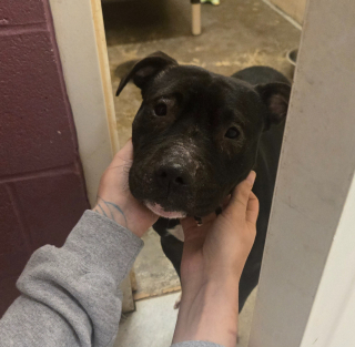 Illustration de l'article : &laquo; Totalement asocial et sauvage &raquo;, un chiot sauv&eacute; d&rsquo;une maison insalubre apprend &agrave; se comporter comme un chien pour conna&icirc;tre enfin le bonheur