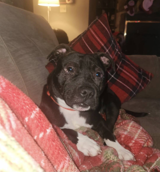 Illustration de l'article : &laquo; Totalement asocial et sauvage &raquo;, un chiot sauv&eacute; d&rsquo;une maison insalubre apprend &agrave; se comporter comme un chien pour conna&icirc;tre enfin le bonheur