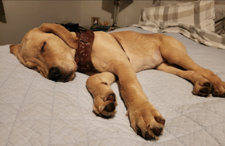 Illustration de l'article : Abandonn&eacute; dans une bo&icirc;te en carton scell&eacute;e avec une tranche de pain comme seul repas, ce chiot peut d&eacute;sormais d&eacute;couvrir la libert&eacute;