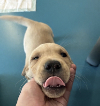 Illustration de l'article : Abandonn&eacute; dans une bo&icirc;te en carton scell&eacute;e avec une tranche de pain comme seul repas, ce chiot peut d&eacute;sormais d&eacute;couvrir la libert&eacute;