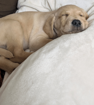 Illustration de l'article : Abandonn&eacute; dans une bo&icirc;te en carton scell&eacute;e avec une tranche de pain comme seul repas, ce chiot peut d&eacute;sormais d&eacute;couvrir la libert&eacute;