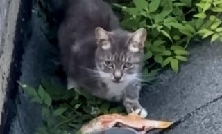 Illustration de l'article : &laquo; J&rsquo;ai d&eacute;cid&eacute; de monter sur le toit &raquo;, une femme brave le vide pour gagner la confiance d&rsquo;une chatte errante terrifi&eacute;e (vid&eacute;o)