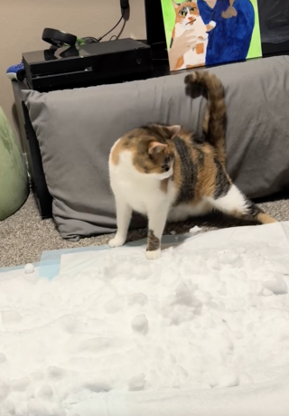 Illustration de l'article : &laquo; Tu es une si bonne maman chat &raquo;, une chatte handicap&eacute;e d&eacute;couvre la neige dans son salon gr&acirc;ce &agrave; l'id&eacute;e ing&eacute;nieuse de son adoptante (vid&eacute;o)