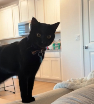 Illustration de l'article : &Agrave; cause de ses allergies, elle pensait avoir trouv&eacute; la solution miracle pour ne plus dormir avec son chat mais il a trouv&eacute; une technique implacable pour contrer ses plans (vid&eacute;o)