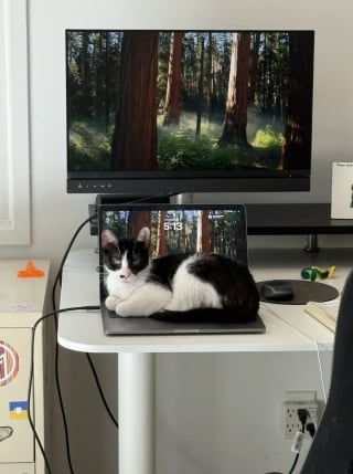 Illustration de l'article : En d&eacute;couvrant un visiteur inattendu et silencieux juste devant la fen&ecirc;tre, cette chatte ne veut plus s'&eacute;loigner de la vitre