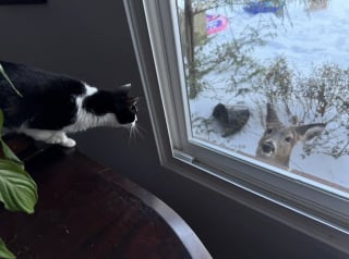 Illustration de l'article : En d&eacute;couvrant un visiteur inattendu et silencieux juste devant la fen&ecirc;tre, cette chatte ne veut plus s'&eacute;loigner de la vitre