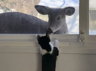 Illustration de l'article : En d&eacute;couvrant un visiteur inattendu et silencieux juste devant la fen&ecirc;tre, cette chatte ne veut plus s'&eacute;loigner de la vitre