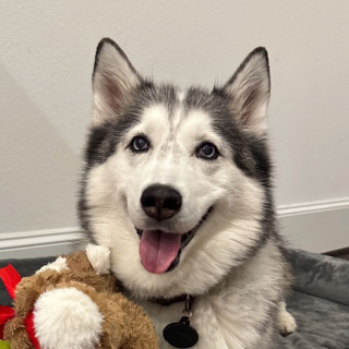 Illustration de l'article : Abandonn&eacute;e sur la route et amput&eacute;e d'une patte, cette chienne croque d&eacute;sormais la vie &agrave; pleines dents et encha&icirc;ne les voyages (vid&eacute;o)
