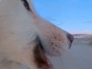Illustration de l'article : Un chien de tra&icirc;neau s'empare de la cam&eacute;ra d'un journaliste et se filme pendant qu'il s'&eacute;chappe avec son butin (vid&eacute;o)