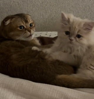 Illustration de l'article : Ce chat rong&eacute; par la solitude reste d'abord perplexe en rencontrant son nouveau petit fr&egrave;re avant que l'amour ne l'emporte (vid&eacute;o)