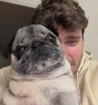 Illustration de l'article : &laquo; Il affaiblit la port&eacute;e des vrais appels &agrave; l'aide &raquo;,  l'association YouCare porte plainte apr&egrave;s le faux enl&egrave;vement d'un chien orchestr&eacute; par un influenceur