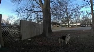 Illustration de l'article : « Allons le chercher », ce chien agit en héros en guidant un policier vers un garçon de 3 ans disparu (vidéo)