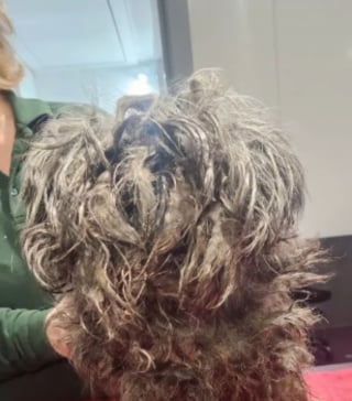 Illustration de l'article : Cachée sous un tas de feuilles mortes devant une clinique fermée, cette chienne a survécu à 24 heures d'attente glaciale avant d'être remarquée