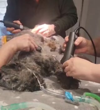 Illustration de l'article : Cachée sous un tas de feuilles mortes devant une clinique fermée, cette chienne a survécu à 24 heures d'attente glaciale avant d'être remarquée