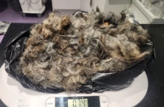 Illustration de l'article : Cachée sous un tas de feuilles mortes devant une clinique fermée, cette chienne a survécu à 24 heures d'attente glaciale avant d'être remarquée