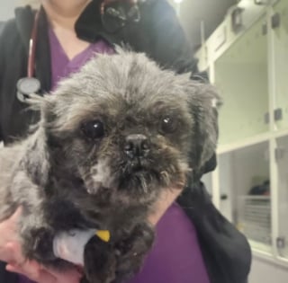 Illustration de l'article : Cachée sous un tas de feuilles mortes devant une clinique fermée, cette chienne a survécu à 24 heures d'attente glaciale avant d'être remarquée