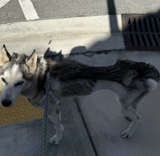 Illustration de l'article : &laquo; Je n&rsquo;y crois pas &raquo;, jug&eacute; incurable et condamn&eacute; &agrave; l&rsquo;euthanasie, ce Husky abandonn&eacute; survit gr&acirc;ce &agrave; l&rsquo;obstination d&rsquo;une b&eacute;n&eacute;vole courageuse (vid&eacute;o)