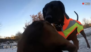 Illustration de l'article : &laquo; Imaginez &ecirc;tre si petit ? &raquo;, &eacute;quip&eacute; d&rsquo;une cam&eacute;ra, un Teckel nous fait d&eacute;couvrir un monde g&eacute;ant dans une vid&eacute;o immersive (vid&eacute;o)