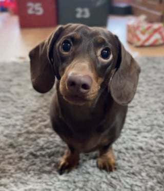 Illustration de l'article : &laquo; Imaginez &ecirc;tre si petit ? &raquo;, &eacute;quip&eacute; d&rsquo;une cam&eacute;ra, un Teckel nous fait d&eacute;couvrir un monde g&eacute;ant dans une vid&eacute;o immersive (vid&eacute;o)