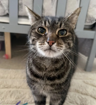 Illustration de l'article : Une femme retrouve son chat apr&egrave;s 10 ans d&rsquo;absence et apprend qu&rsquo;il n&rsquo;&eacute;tait jamais parti bien loin