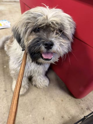 Illustration de l'article : &laquo; Leurs sourires en disent long &raquo;, elle d&eacute;couvre 4 chiens abandonn&eacute;s dans un piteux &eacute;tat et promet de leur offrir le meilleur