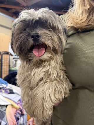 Illustration de l'article : &laquo; Leurs sourires en disent long &raquo;, elle d&eacute;couvre 4 chiens abandonn&eacute;s dans un piteux &eacute;tat et promet de leur offrir le meilleur