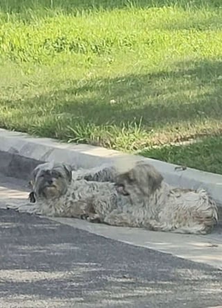 Illustration de l'article : &laquo; Leurs sourires en disent long &raquo;, elle d&eacute;couvre 4 chiens abandonn&eacute;s dans un piteux &eacute;tat et promet de leur offrir le meilleur