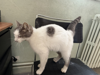 Illustration de l'article : Un chat sûr de lui s’invite à la brigade de gendarmerie, les militaires l'aident à rentrer auprès des siens