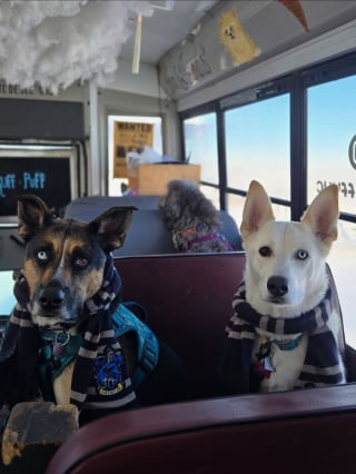 Illustration de l'article : 12 photos de chiens qui prennent le bus tels de parfaits petits &eacute;coliers