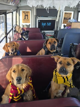 Illustration de l'article : 12 photos de chiens qui prennent le bus tels de parfaits petits &eacute;coliers